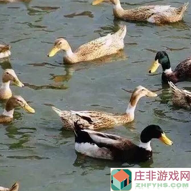 奶块无尽3人本养鸭人速刷攻略！这些打法让你秒变战神？