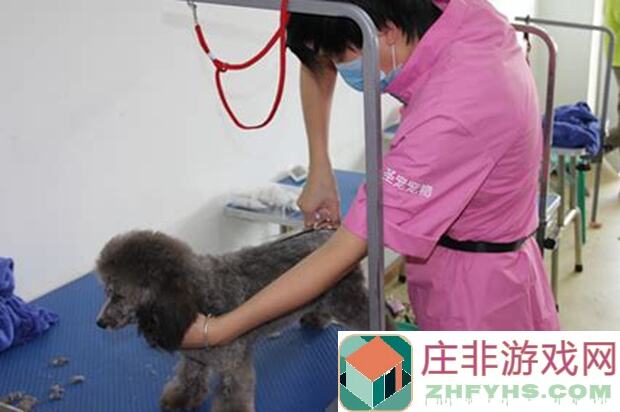 萌新必看!三天内秒变十品质宠物大师的方法大揭秘