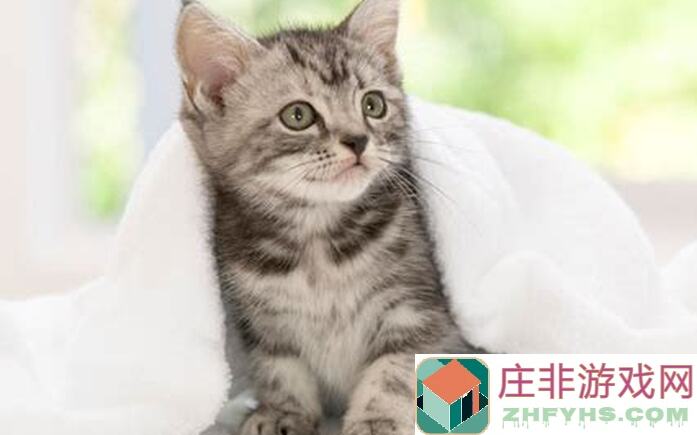 猫之城蓄能100心得分享：90%的攻略秘籍揭秘！